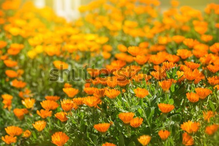 Marigold flowers  Stock photo © All32