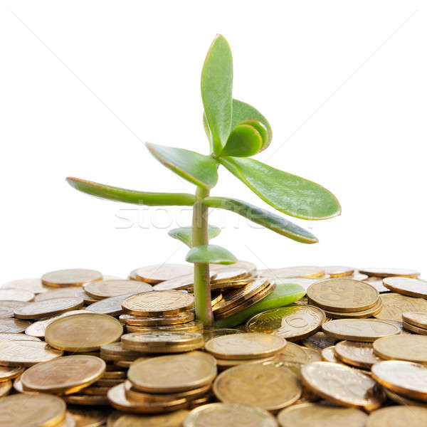Денежное дерево растущий монетами изолированный белый Сток-фото © All32