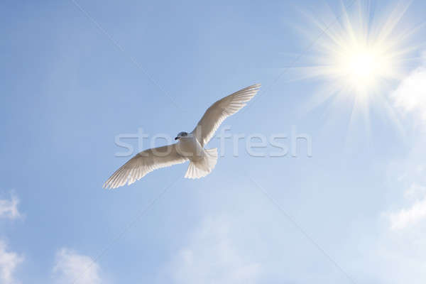 Beautiful seagul. Stock photo © All32