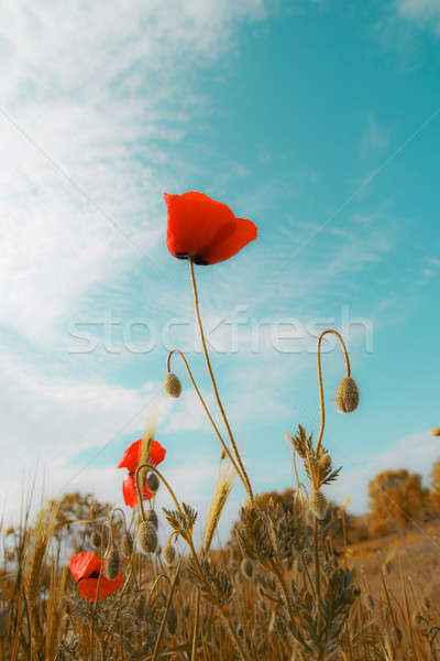 Stockfoto: Rood · klaprozen · blauwe · hemel · wolken · voorjaar · gras