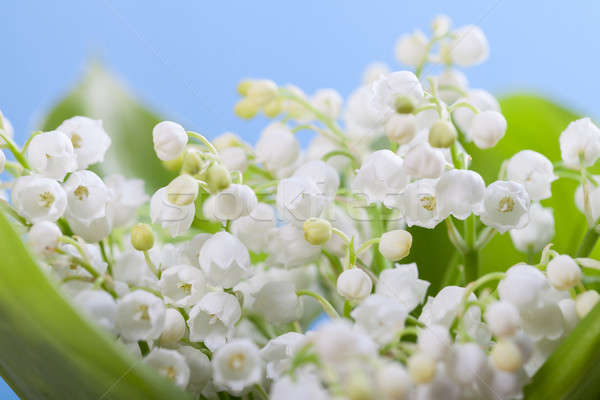 Flower lily of the valley  Stock photo © All32