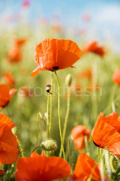 Stock photo: Beautiful flowers of red poppy 