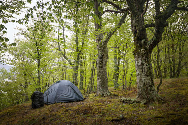 Tent in the spring forest Stock photo © All32