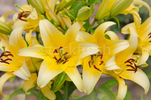 Beautiful flowers of yellow lilies Stock photo © All32