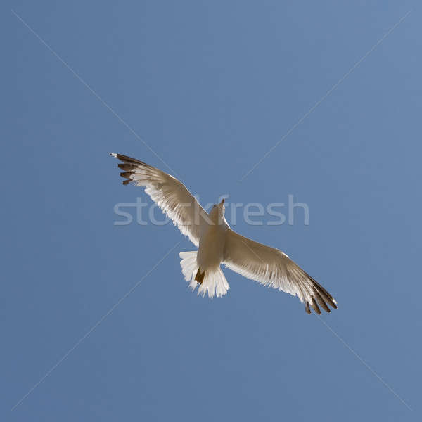 Foto stock: Gaivota · blue · sky · céu · natureza · luz · verão