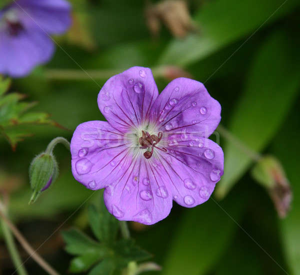 Viola mattina pioggia fiore impianto drop Foto d'archivio © allihays
