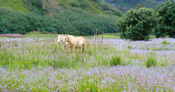 Foto d'archivio: Bianco · cavalli · campo · blu · fiori · due