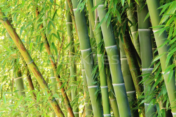 Bambù lussureggiante verde Foto d'archivio © allihays