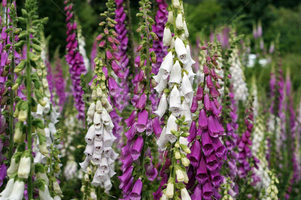 Foxglove Stock photo © allihays