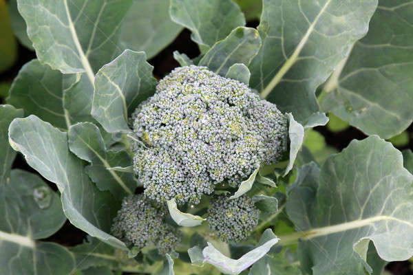 Foto d'archivio: Crescita · broccoli · impianto · gocce · d'acqua · fiore · campo