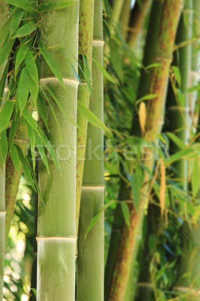 Bambù foresta messa a fuoco selettiva albero impianto tropicali Foto d'archivio © allihays