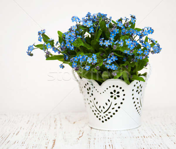 Stock photo: Forget me nots flowers