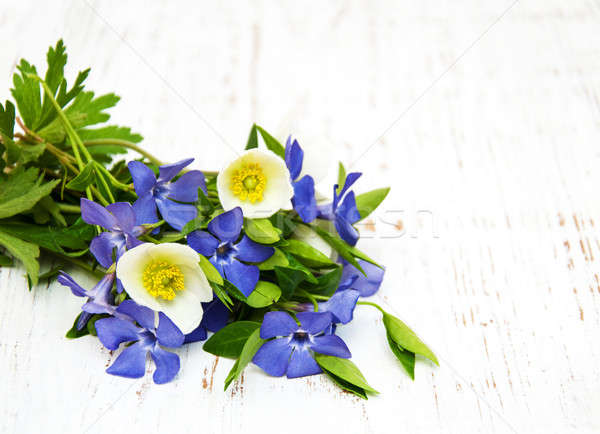 periwinkle and spring anemone Stock photo © almaje