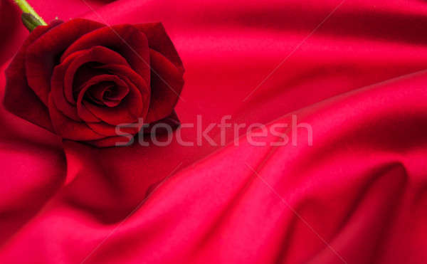 Rose Red rouge satin résumé nature design [[stock_photo]] © almaje