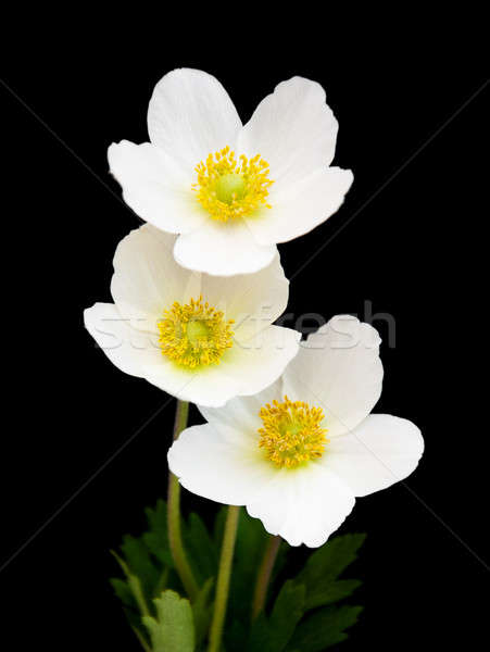 White anemone flowers Stock photo © almaje