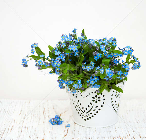 Stock photo: Forget me nots flowers