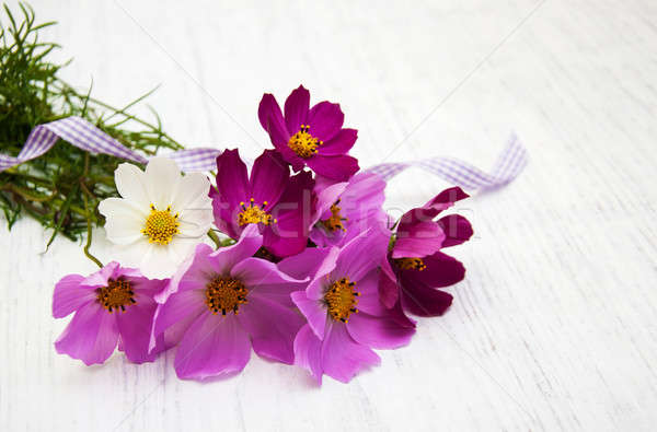 Stock photo: Cosmos flowers