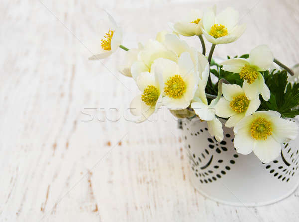 Anemone flowers Stock photo © almaje