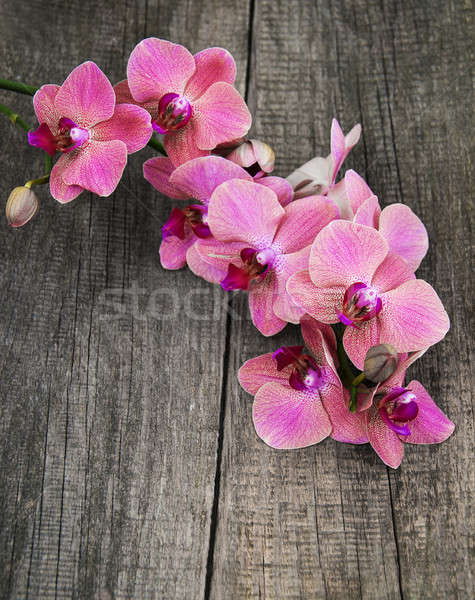 Rózsaszín orchideák virágok öreg fából készült tavasz Stock fotó © almaje