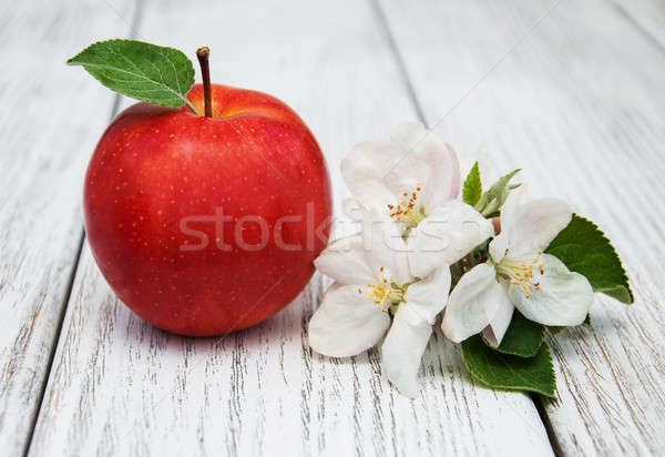 Apfel Apfelbaum Blüten Holz Essen Blatt Stock foto © almaje