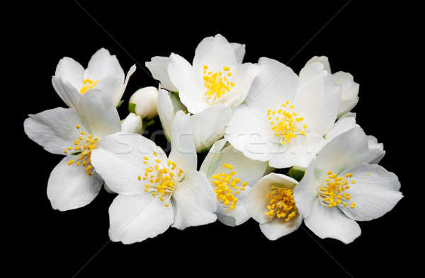 Jasmine flowers  Stock photo © almaje