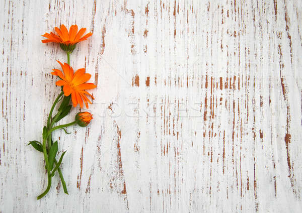 Calendula flowers Stock photo © almaje