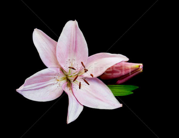 Pink  lily Stock photo © almaje