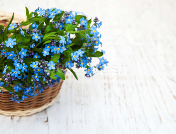 Forget me nots flowers Stock photo © almaje