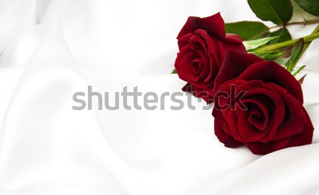 Roses rouges blanche satin résumé nature design [[stock_photo]] © almaje