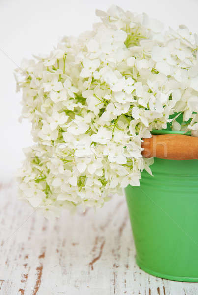 white hydrangea in a metal bucket Stock photo © almaje