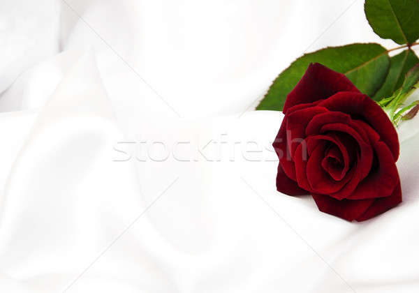 Rose Red blanche satin résumé nature design Photo stock © almaje