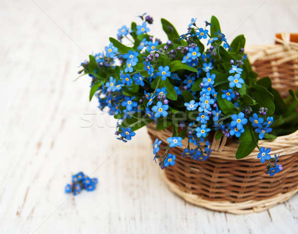 Forget me nots flowers Stock photo © almaje