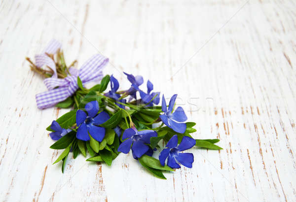 Blu fiori legno erba bellezza verde Foto d'archivio © almaje