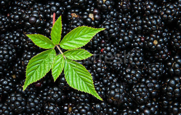 Stock foto: Frischen · Brombeeren · grüne · Blätter · Essen · Holz · Natur