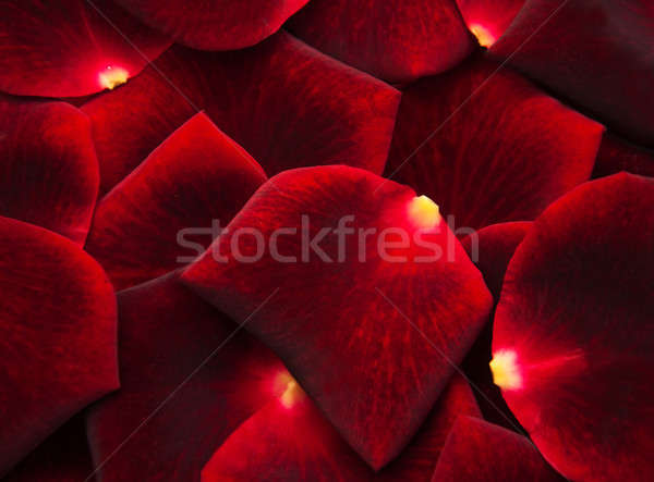 Roses rouges pétales belle vacances mariage amour [[stock_photo]] © almaje