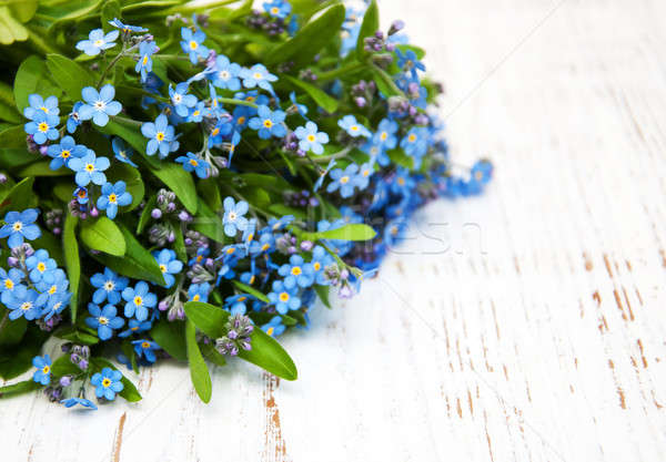 Forget me nots flowers  Stock photo © almaje