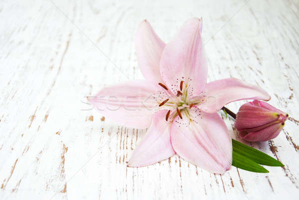 Rose Lily vieux bois printemps nature Photo stock © almaje