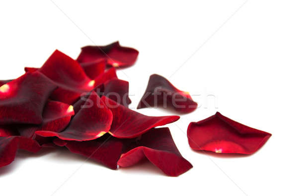 Rote Rosen Blütenblätter isoliert weiß Blume Natur Stock foto © almaje