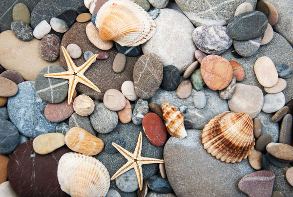 Kavicsok különböző kagylók természet terv keret Stock fotó © almaje