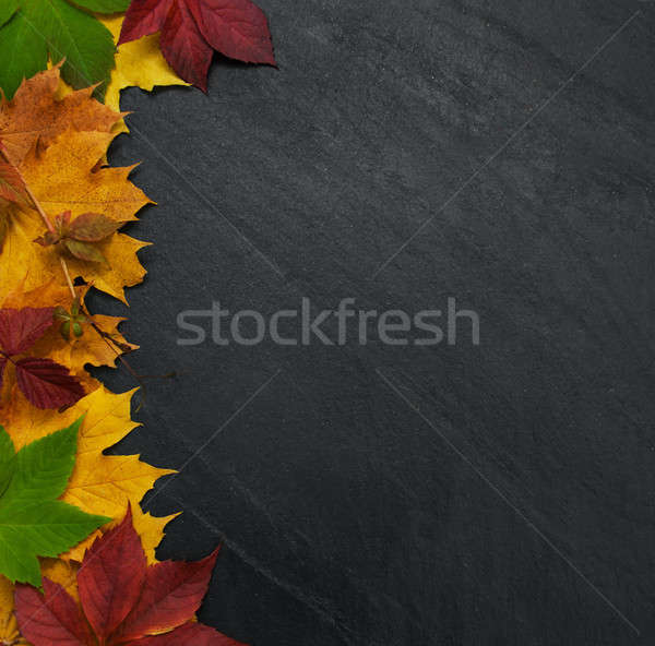 Autumn leaves on blackboard Stock photo © almaje
