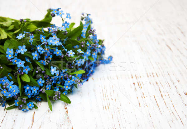 Forget me nots flowers Stock photo © almaje