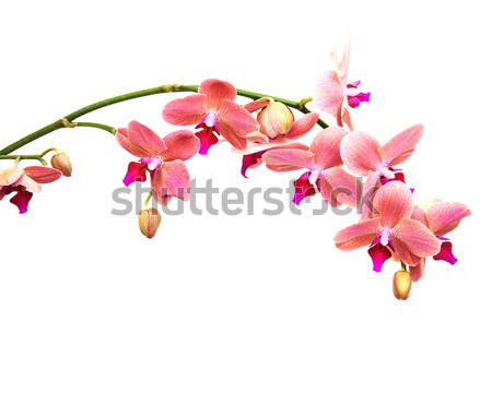 Rosa Orchideen Blumen isoliert weiß Frühling Stock foto © almaje