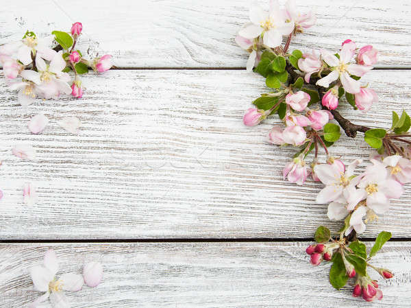 Frühling Apfel Blüte alten Holz Blumen Stock foto © almaje