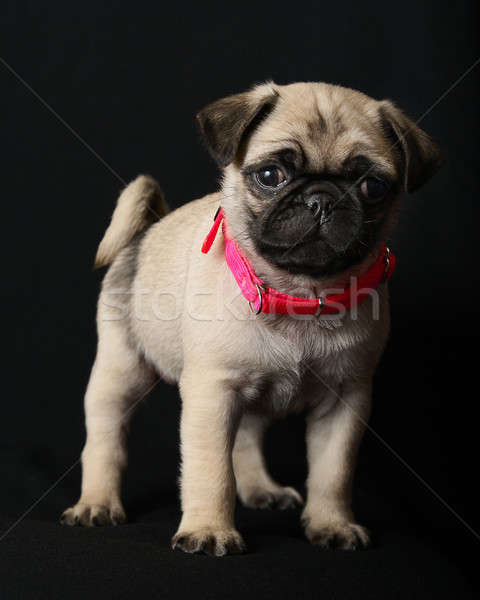 Pug Puppy Stock photo © AlphaBaby