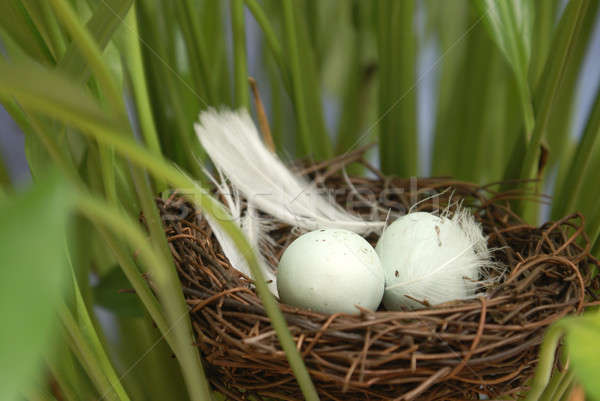 Stock foto: Vogelnest · außerhalb · Makro · erschossen · Vögel · Nest