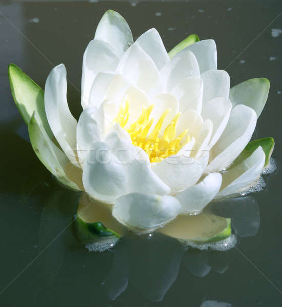 Water Lily Stock photo © AlphaBaby