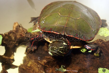 North American Painted Turtle Stock photo © AlphaBaby