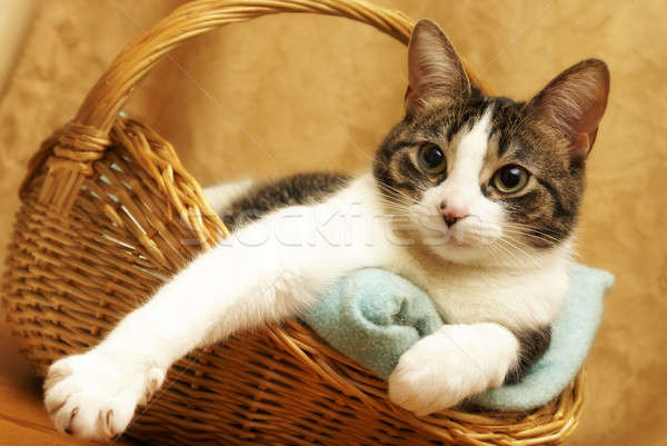 Kényelmes macska kosár fonott portré fiatal Stock fotó © AlphaBaby