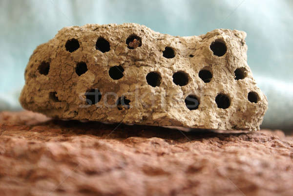 泥 黃蜂 蜂巢 視圖 商業照片 © AlphaBaby