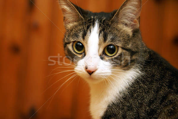 Attentive Housecat Stock photo © AlphaBaby